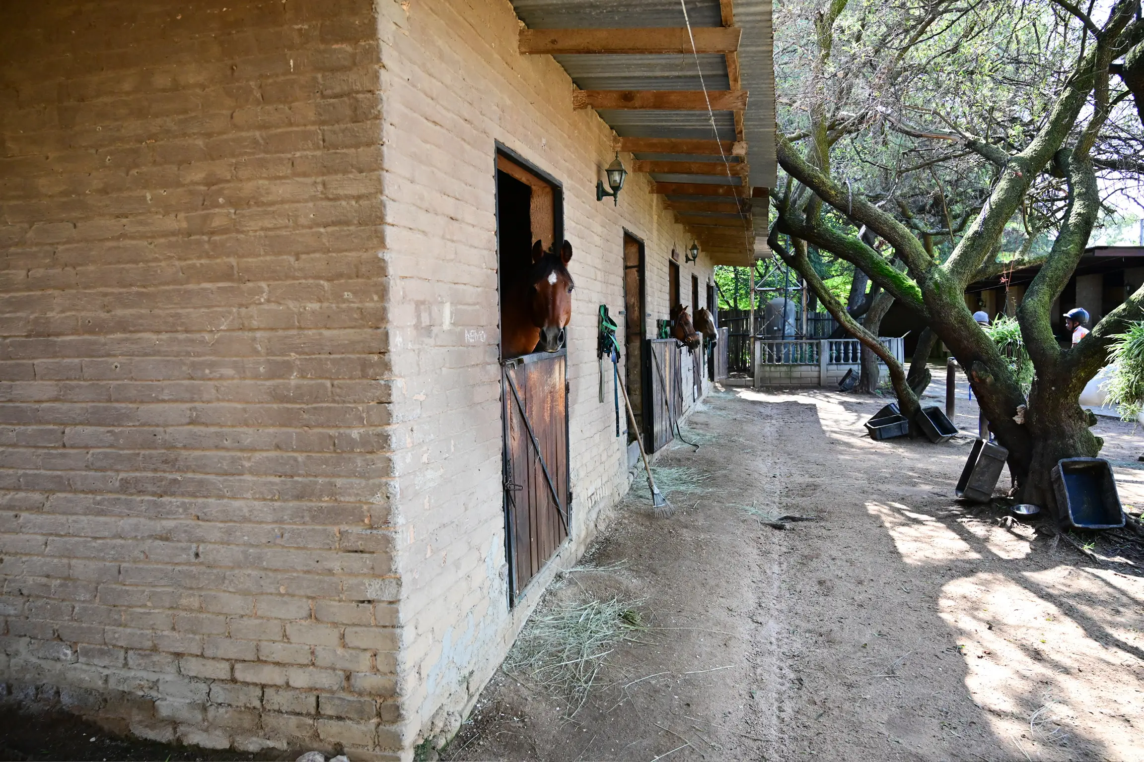 Horse in livery stabling at Sun Valley Stables, Kyalami